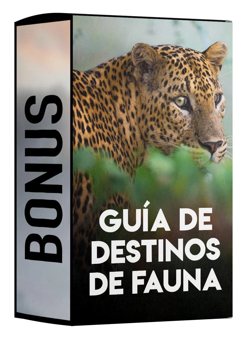 BONUS: Guía de destinos