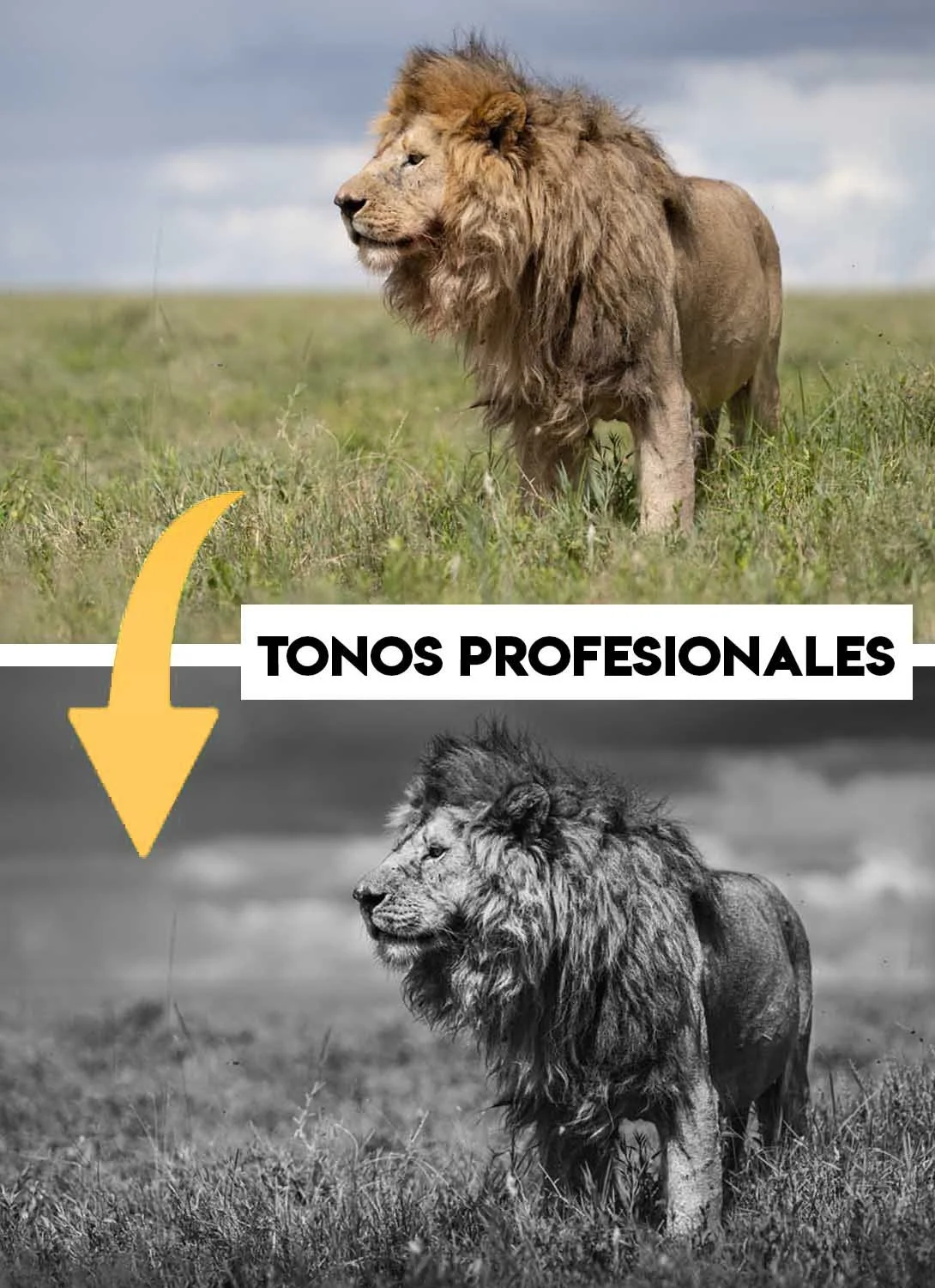 Presets de Lightroom para Naturaleza