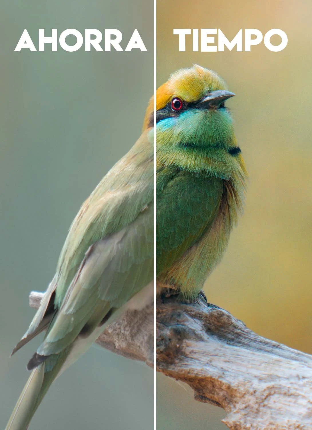 Presets de Lightroom para Naturaleza