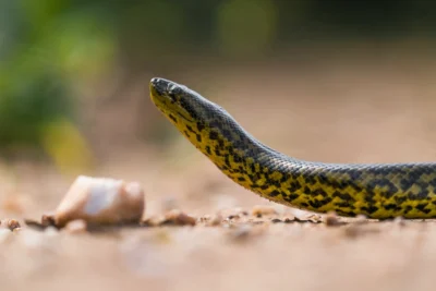 Anaconda viaje al Pantanal de Brasil