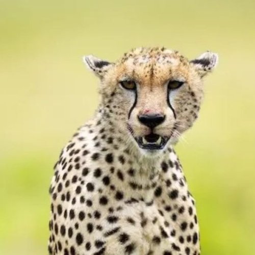 Donde ver guepardos en Tanzania