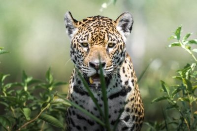 Jaguar viaje fotografico al Pantanal