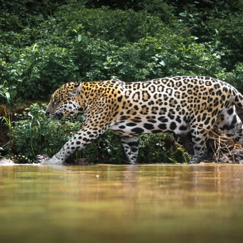 Viaje al Pantanal de Brasil