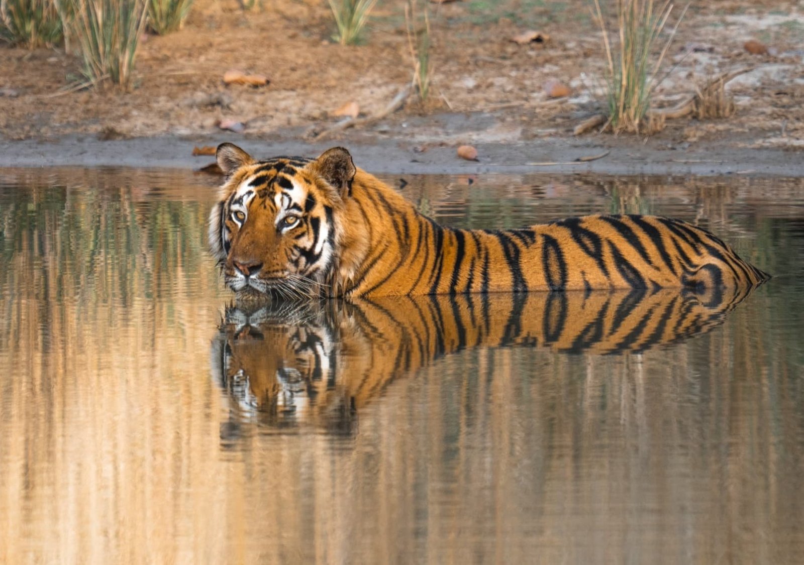 Safari de Tigres en India con Kike Arnaiz