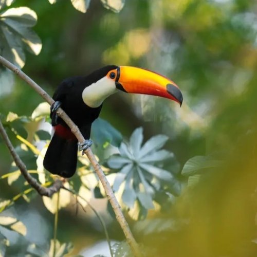 Alta diversidad: aves, caimanes, nutrias gigantes y mucho más