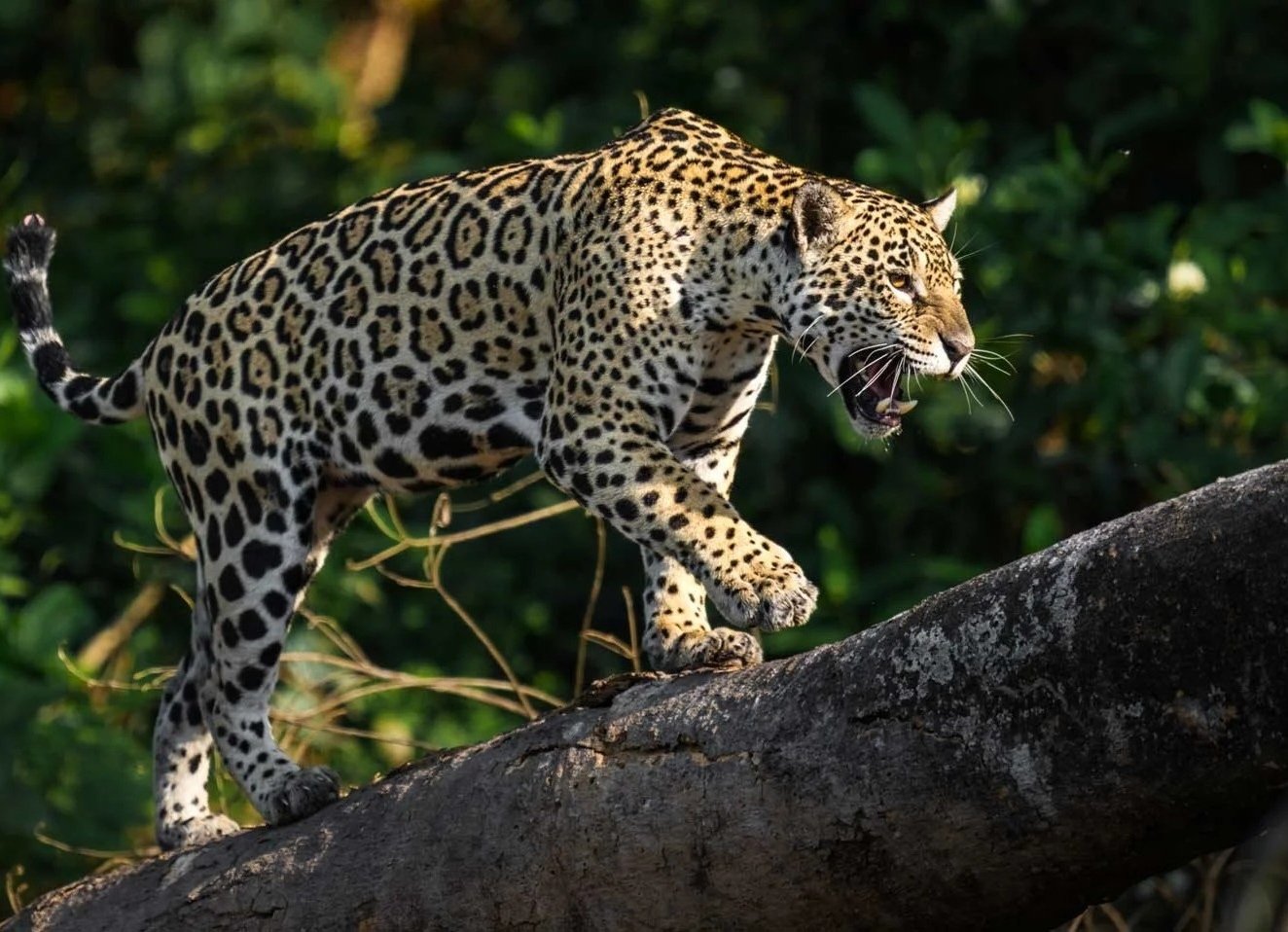 Safari de Jaguares en el Pantanal con Kike Arnaiz