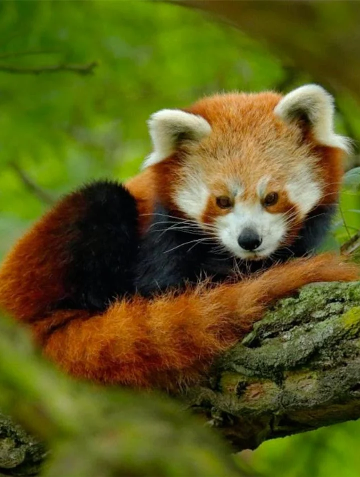 Expedición Panda Rojo en India con Kike Arnaiz